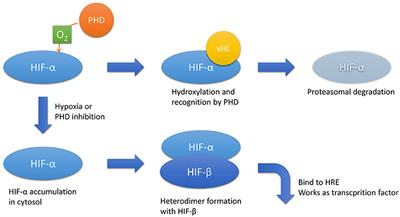 Renal Hypoxia in CKD; Pathophysiology and Detecting Methods